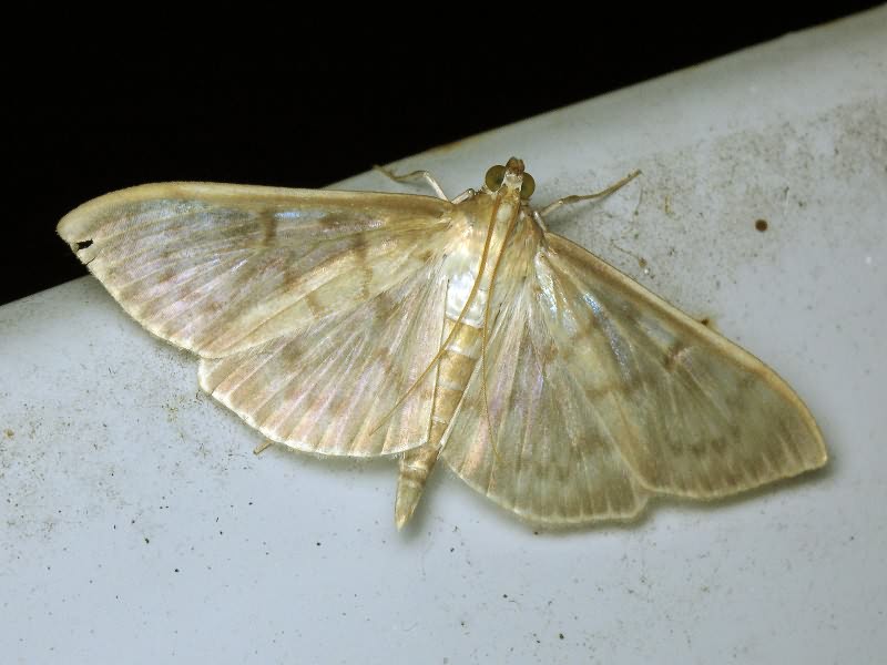 Pleuroptya ruralis (Scopoli, 1763)